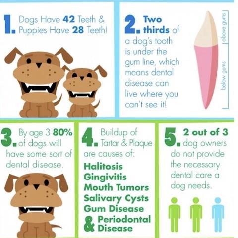 Dog Toothbrush Toy - Dog Teeth Cleaning Toy - Dog Toothbrush Chew Toy