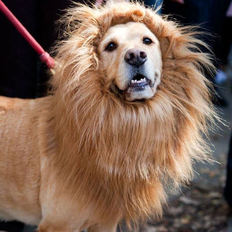 Lion Mane for Dog - Dog Lion Costume - Lion Mane Dog Costume