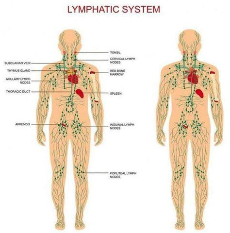 Ginger Oil - Ginger Essential Oil - Lymphatic Drainage Ginger Oil