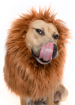 Lion Mane for Dog - Dog Lion Costume - Lion Mane Dog Costume