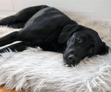 Orthopedic Dog Bed - Memory Foam Dog Bed - Best Orthopedic Dog Bed